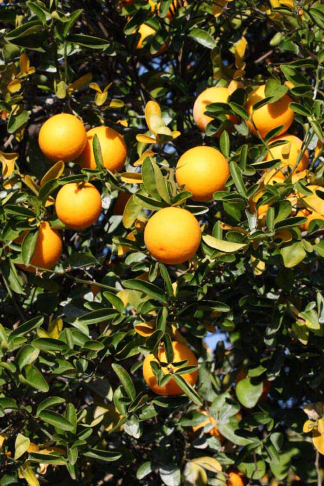              Habit (Riverside, CA)       